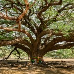 background-tree-of-life